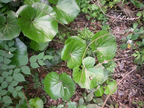 治风湿的中草药有哪些