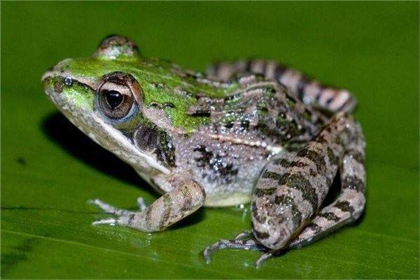 壮族青蛙崇拜现象:从考古发掘,历史文献和民俗学资料来看,壮族先民在