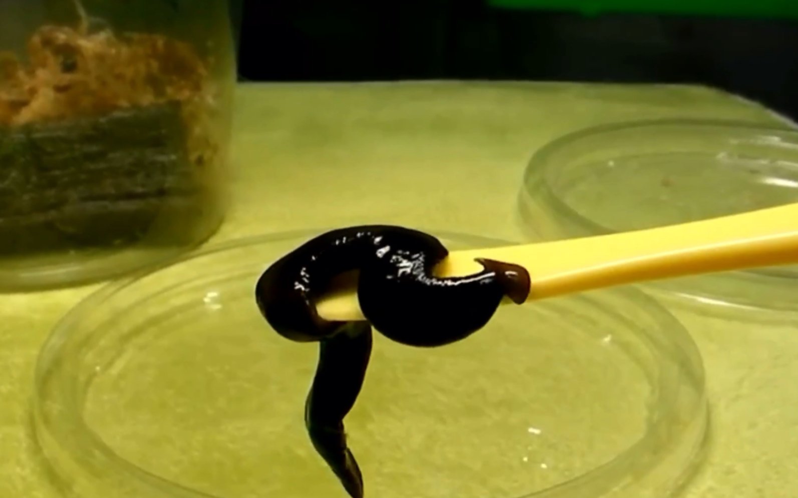 【youtube】黑色的笄蛭 涡虫捕食蛞蝓