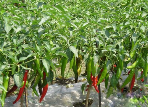 辣椒种植技术温度