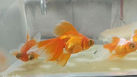 裙尾龙睛仙女尾蝶尾泰狮子虎头兰寿珍珠水泡金鱼