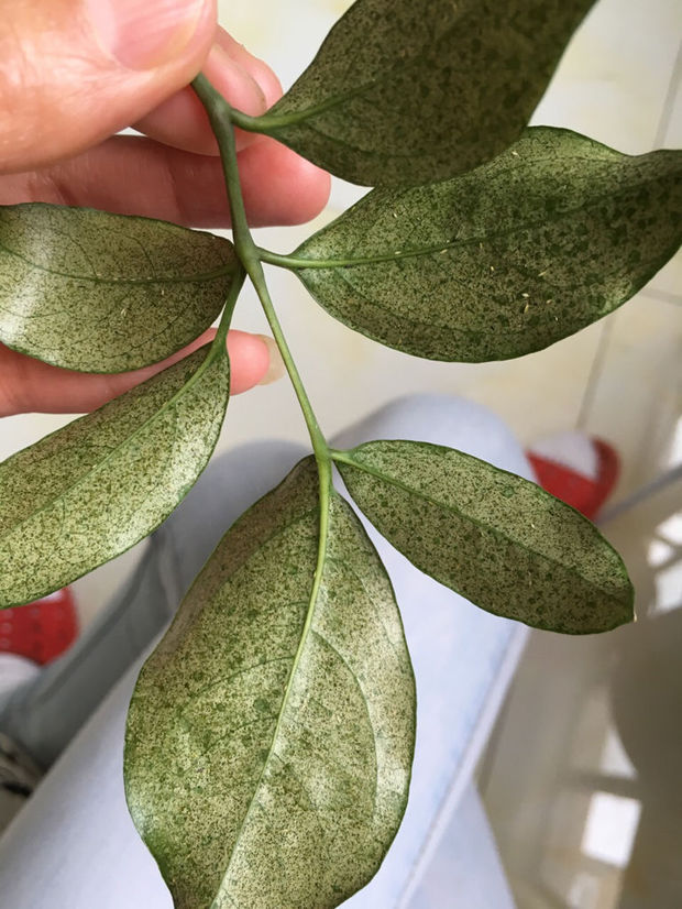 慢慢发展成整片叶子都是密密麻麻的黑点和白点 我家的幸福树叶子个别