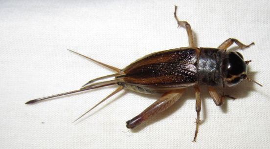 那位高人帮忙看下我的蟋蟀蛐蛐是什么品种?是好是坏?万分感谢!