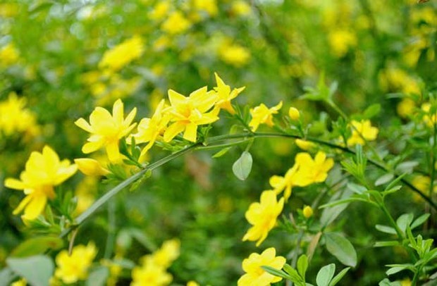 迎春花什麼時候開花?