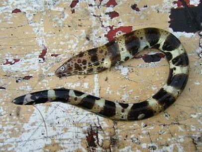 鯙科 muraenidae   裸胸鳝属 gymnothorax    鱼类 下图为   褐环裸胸