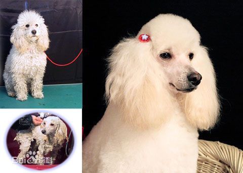 贵妇人犬长什么样?