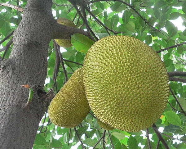 菠萝蜜切开后吃不完在北方如何保存啊?