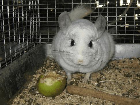 如何养洋老鼠啊?