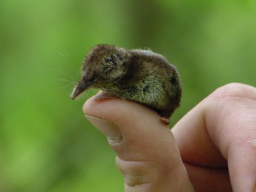 老鼠居然咬着尾巴,一串像蛇一样走,谁知道为什么?