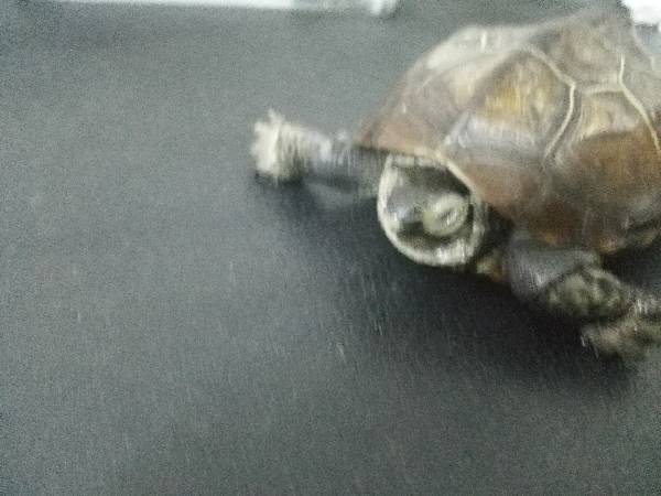 家里的小乌龟拒绝吃东西,并且像快死了的样子