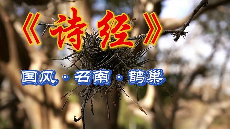 [图]「古诗词」《诗经》-国风召南鹊巢:维鹊有巢,维鸠居之