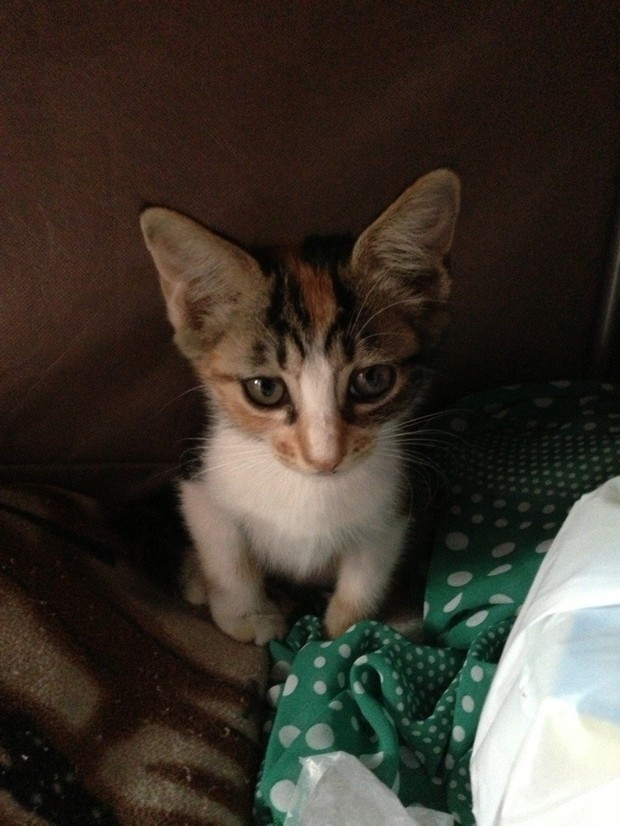 身上有条纹,黄,黑,白,三色是什么品种的猫?