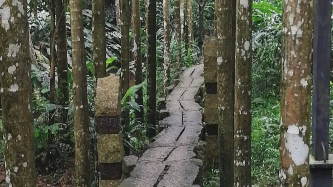 [图]挑战热带雨林