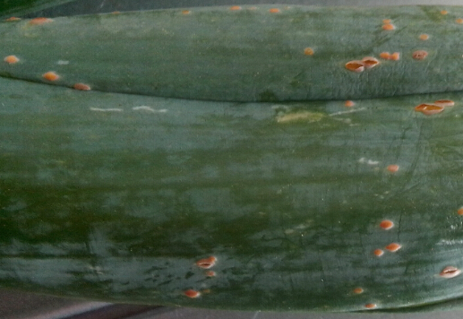 今天我去买大葱、发现大葱葱叶上有黄色的小点