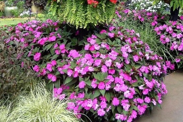 喜阴的室外植物花卉有哪些