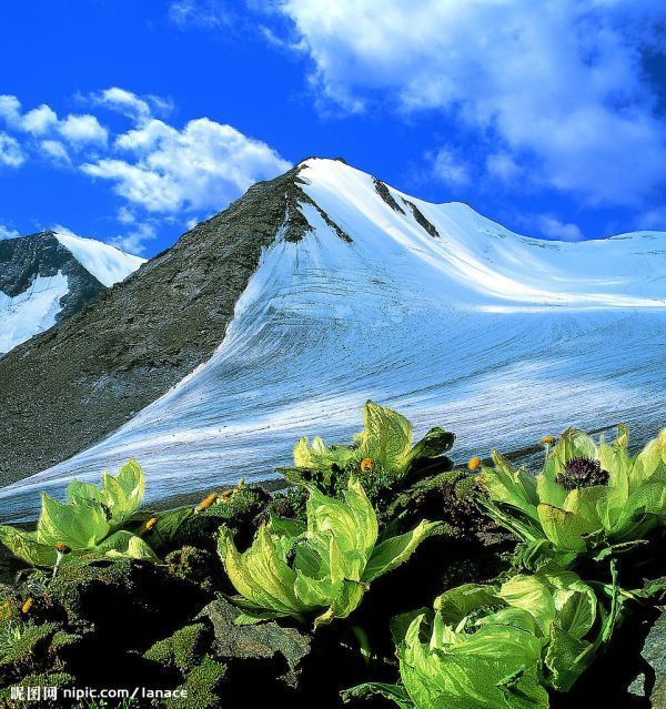 0 雪山是背景,有雪蓮花 要能作為頭像的 越來越好 採納率: 40%