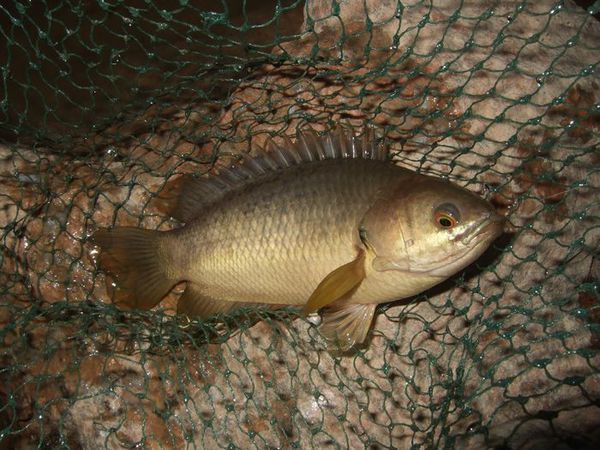 攀鱸科 anabantidae 攀鱸屬 anabas 魚類 下圖