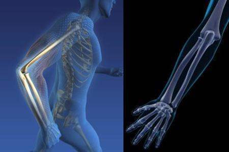 手臂有多少部位,名称分别是什么呢?