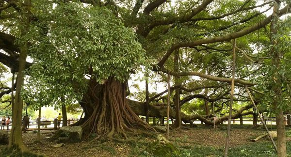 能帮我介绍一下榕树吗?叶子长什么样?