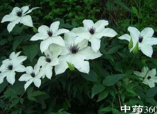 非布司他和拿可欣是一样的吗