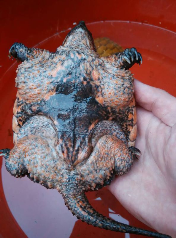 杂佛鳄龟腹甲图片图片