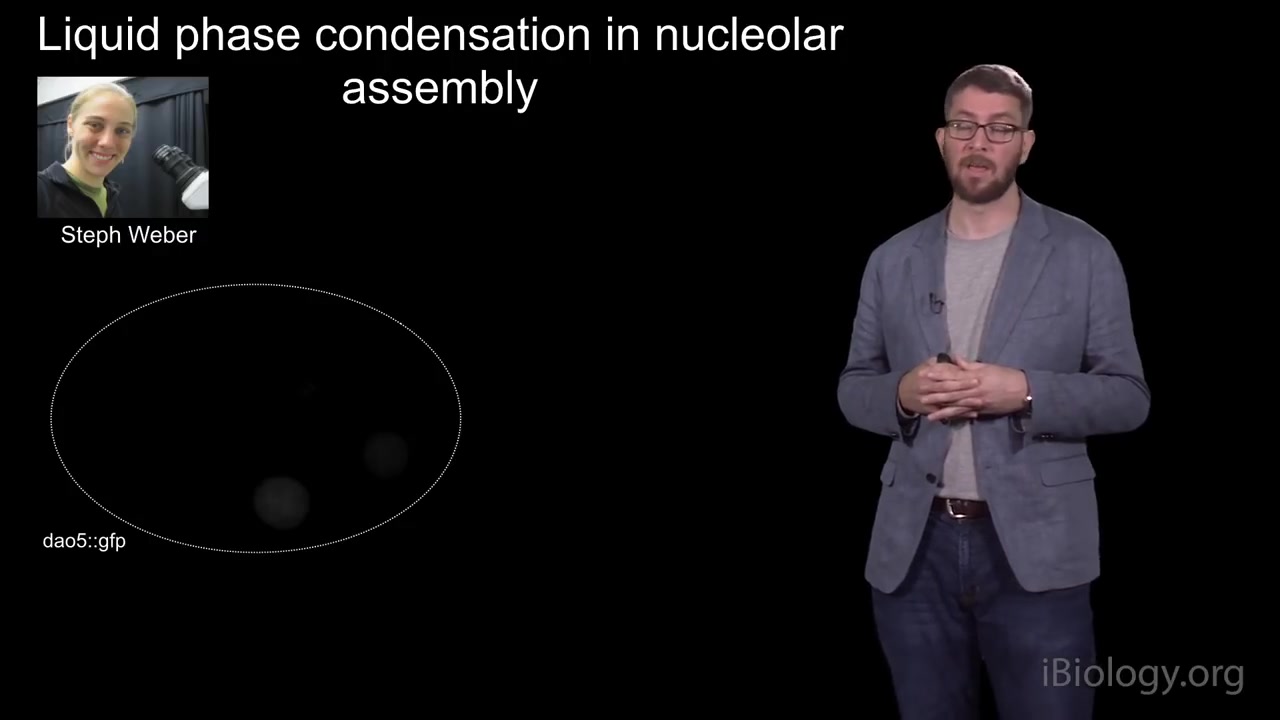 [图]【iBiology】细胞中的相分离 Liquid Phase Separation in Living Cells -Cliff Brangwynne