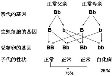 已知决定白化病的基因(b)是隐性基因,决定肤色正常的基因(b)是显性