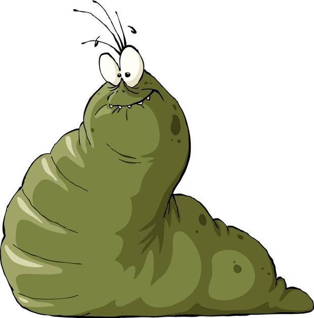 脚最多的动物:千足虫的故事2