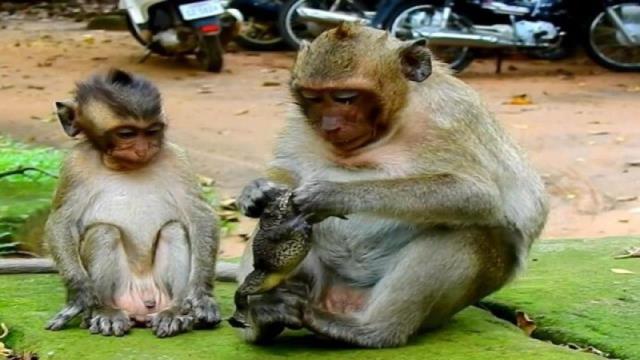 猴子逮住一只蟾蜍,直接将其当成了 玩物,网友:真是太惨了