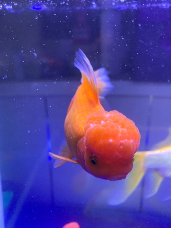 鹅头红金鱼头上长白点怎么回事?