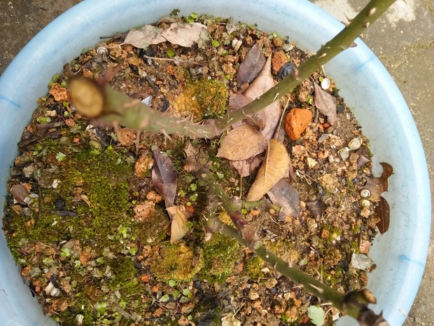 修剪月季干枯枝条的时候剪刀误伤了旁边粗壮的枝干怎么办?