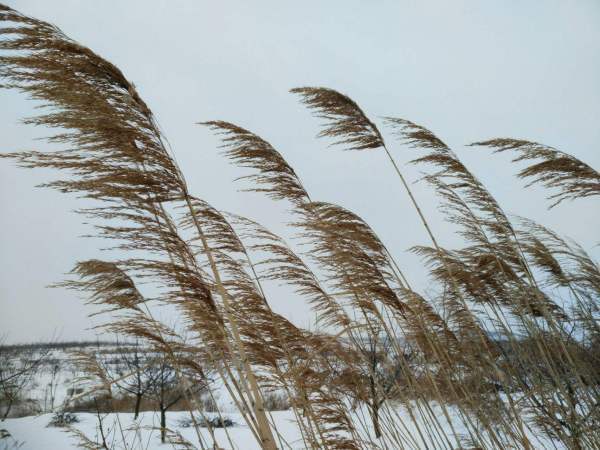 数九隆冬,北风呼呼的刮着.改为拟人句