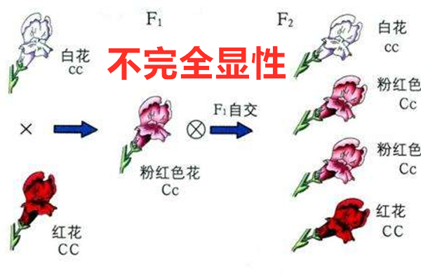 不完全显性图片