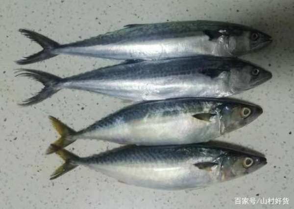 鲅鱼和马鲛鱼的区别是什么?