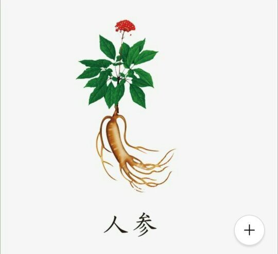 红参叶子是什么样