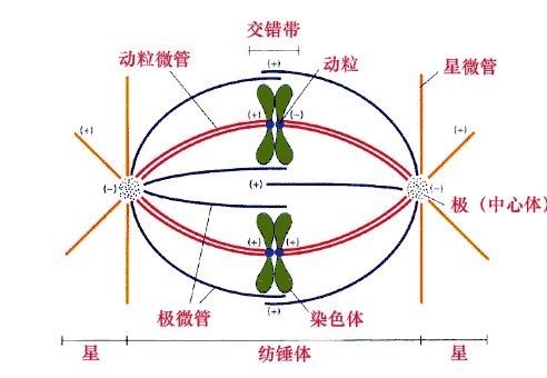 中心体图图片