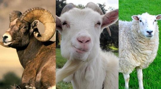 绵羊的喂养方法 绵羊和山羊的区别