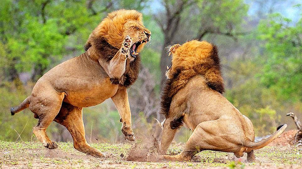 两只雄狮决斗,就要决出胜负的时候母狮子来了,镜头拍下意外一幕