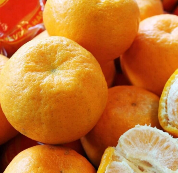 橘和桔有什么区别