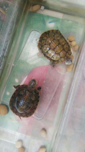 两只巴西龟,龟粮吃多少一次怎么喂