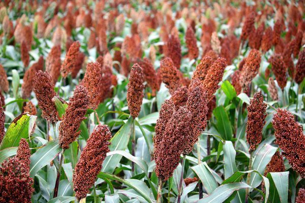 红珍珠高粱那里种植,陕北能种吗