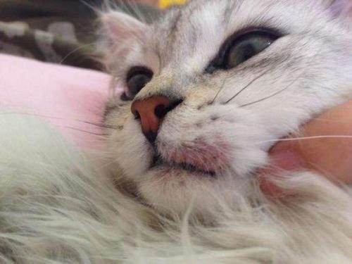 猫咪的嘴臭是怎么回事?