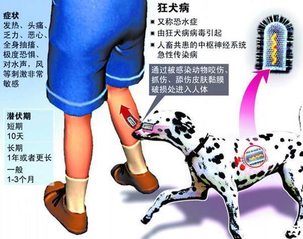 女子被狗咬傷後打四針疫苗仍因狂犬病發作身亡是怎麼回事?