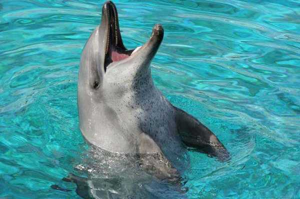 海豚的汉语拼音