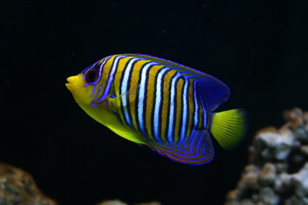 海水毛巾鱼吃什么71