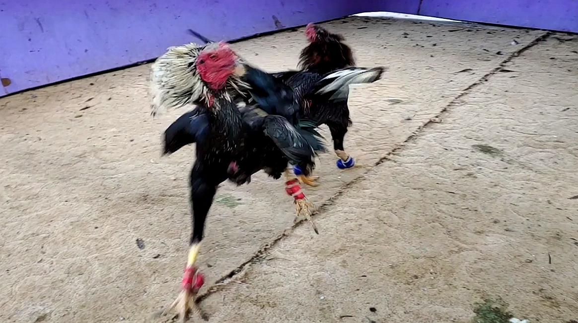  b>农村斗鸡 /b>打架,如同仇人见面,精彩纷呈,不见血绝不罢休