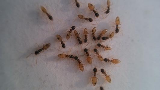 蚂蚁最怕什么气味