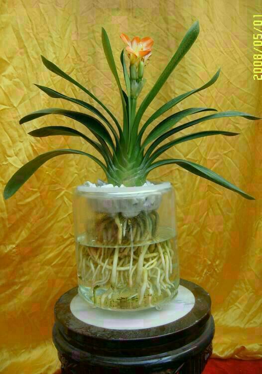 水培绿萝根部长白毛