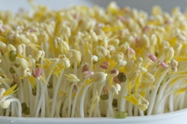 绿豆芽和黄豆芽,营养上有区别吗?