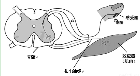 缩手反射是先感觉到疼痛,还是先缩手?大神在解释一下
